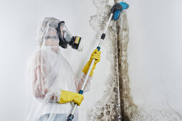 Best Mold Remediation for Specific Building Types in Curtice, OH