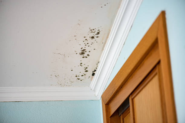 Professional Mold Remediation in Curtice, OH