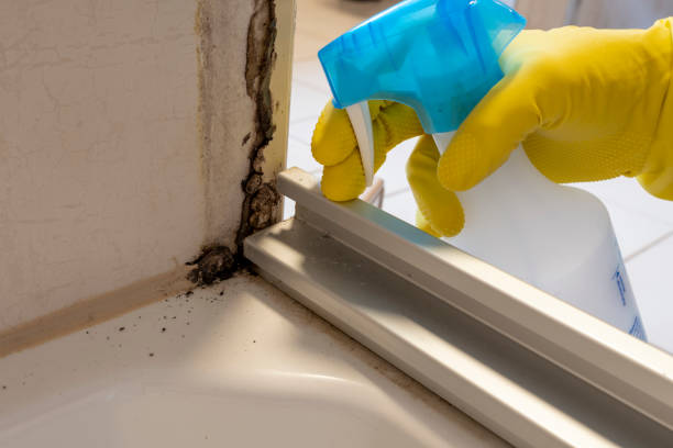 Best Post-Flood Mold Remediation in Curtice, OH