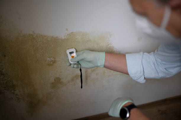 Best Emergency Mold Remediation in Curtice, OH